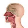 Adenoidectomy